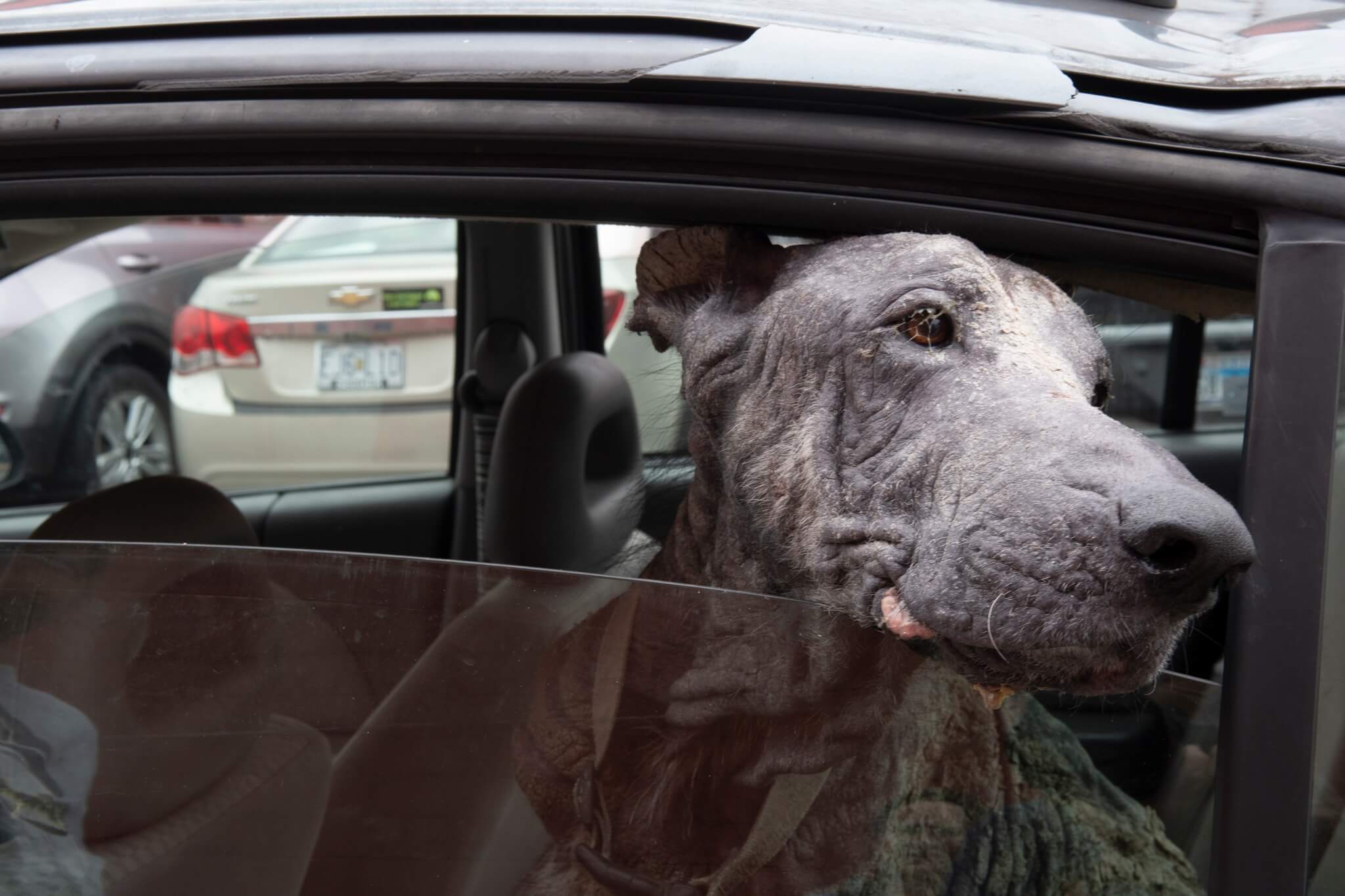 A dog's life From the streets of despair to the promise of a new