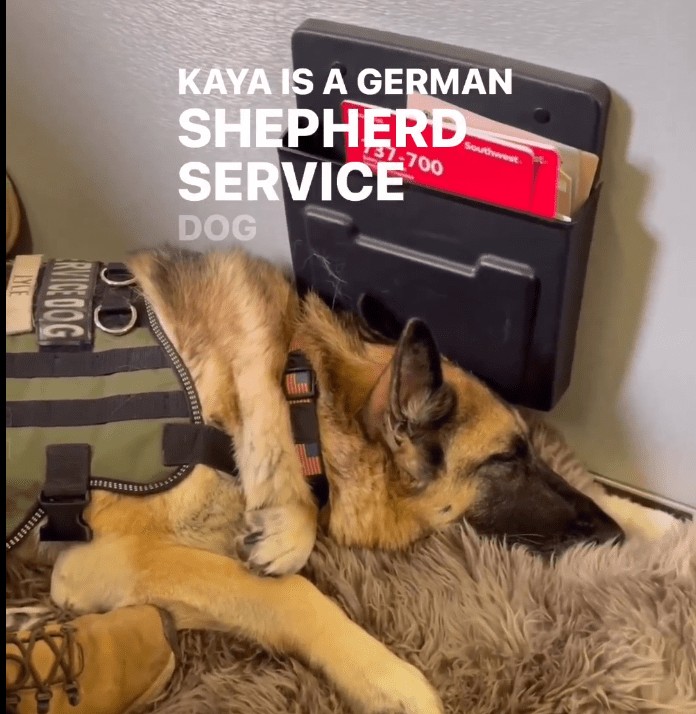 Texas service dog with 250+ Southwest flights honored as she takes her