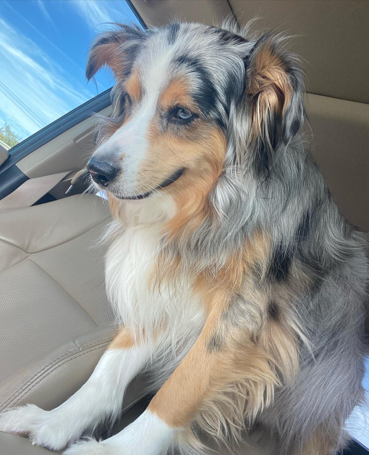 Family dog survived tornado that ripped through apartment in Little
