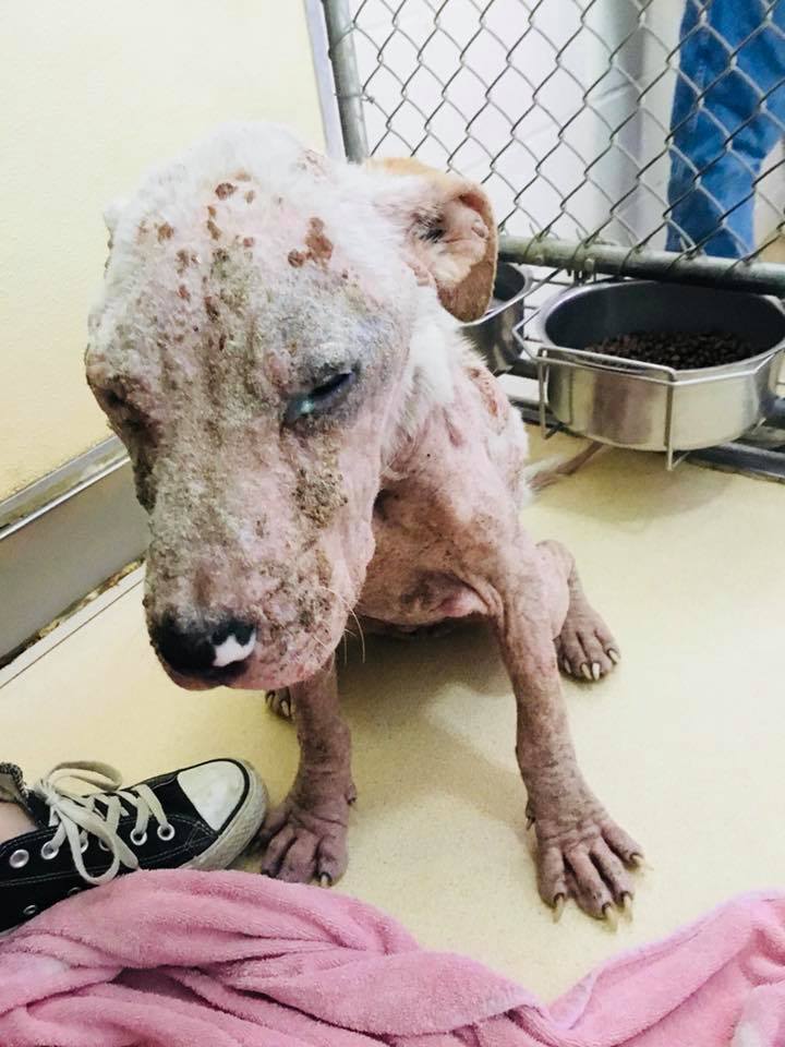 Dying 8monthold puppy survives the night after miracle rescue Pet Rescue Report