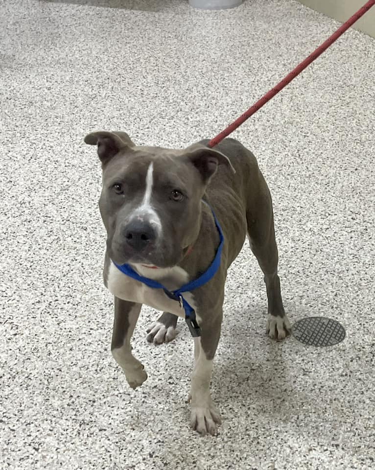 Dog found tied to railroad tracks and rescued by local business owner