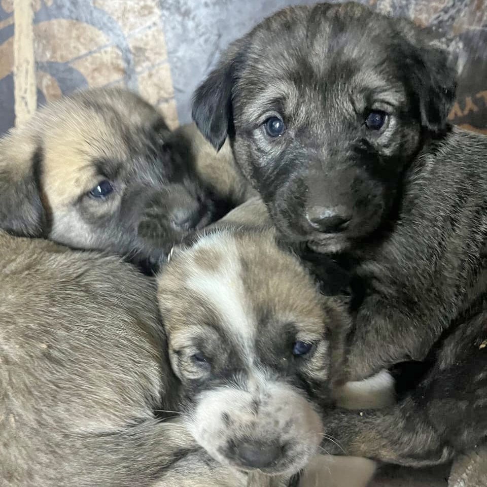 U.S. soldiers rescue mother dog and her 8 newborn puppies during Middle