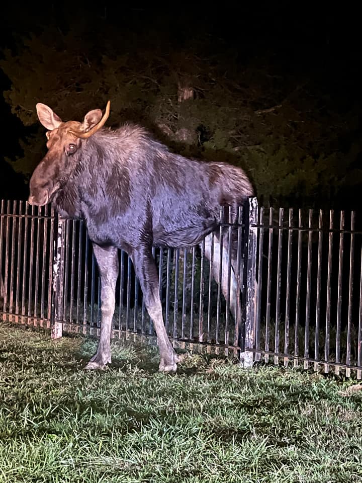 Moose stuck on fence in Connecticut rescued by fire department using