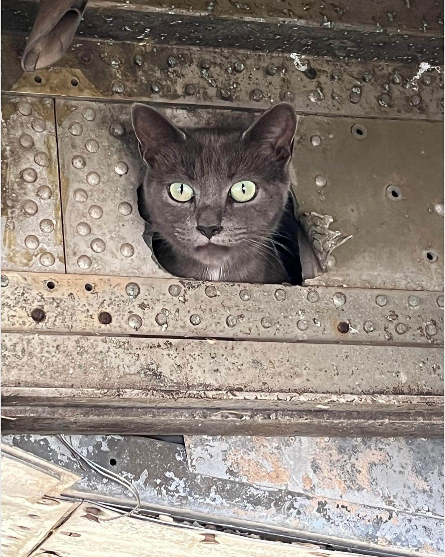 Adorable litter of kittens born inside of museum historic plane Pet