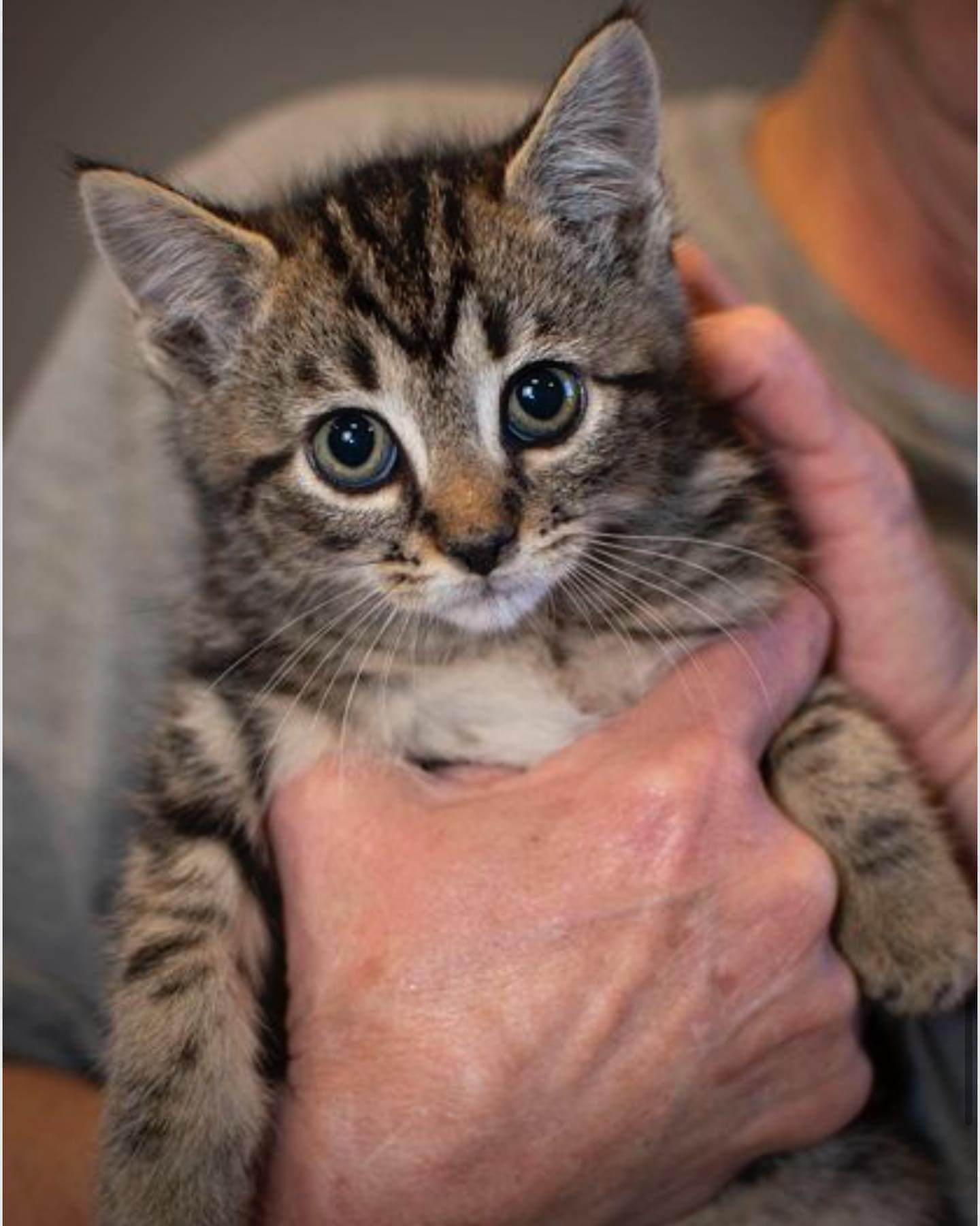 Adorable litter of kittens born inside of museum historic plane Pet