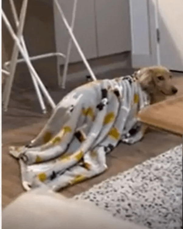 One of most liked pups on TikTok takes himself to bed and leaves us