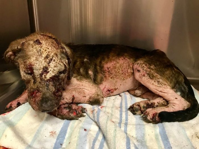 Owner used barbaric motor oil treatment on dog's skin