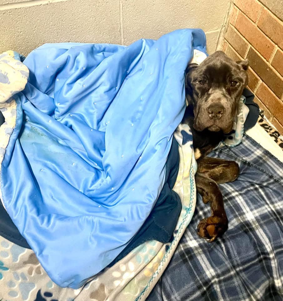 Heartbreaking Emaciated dog abandoned on road died and shelter's law