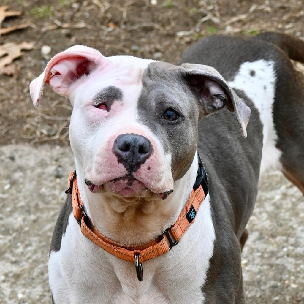 Hero needed Pup with missing eye spent years alone in garage looking