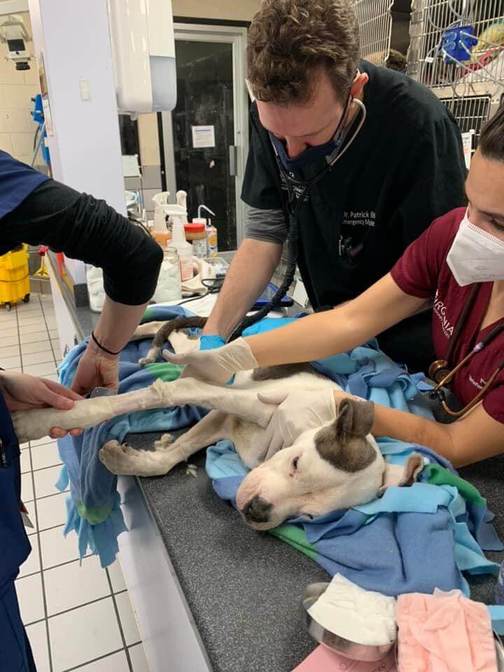Heartbreaking Sweet suffering dog left outside of animal