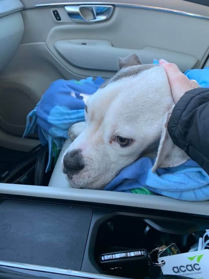 Heartbreaking Sweet suffering dog left outside of animal