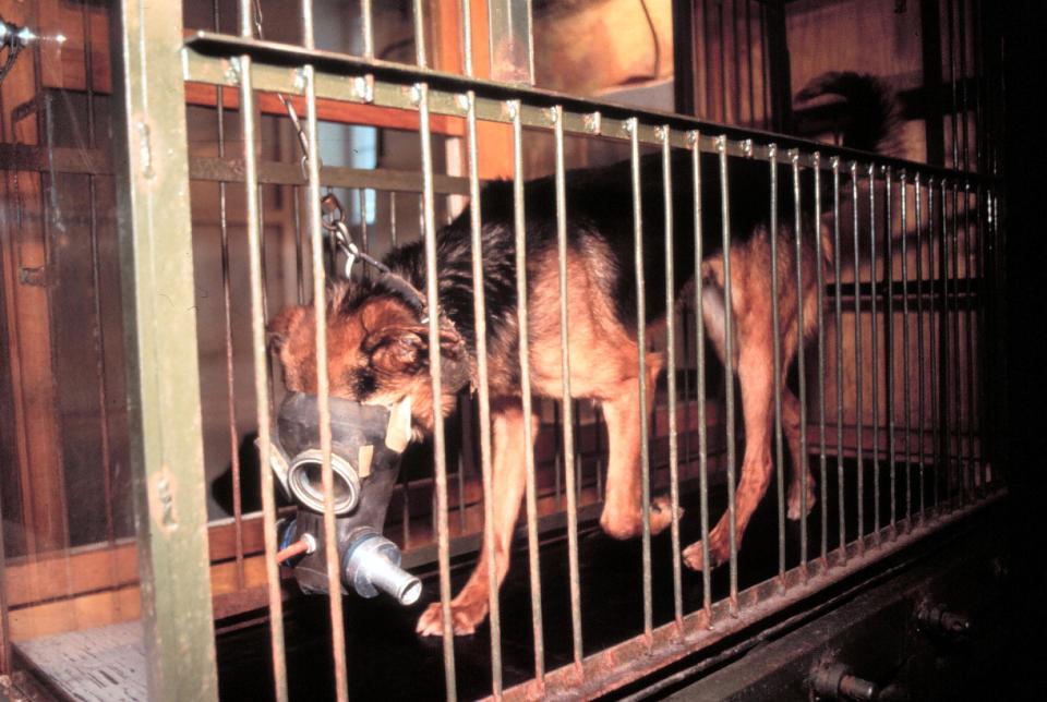 Russian scientists tortured dogs testing deadly nerve gas used in UK
