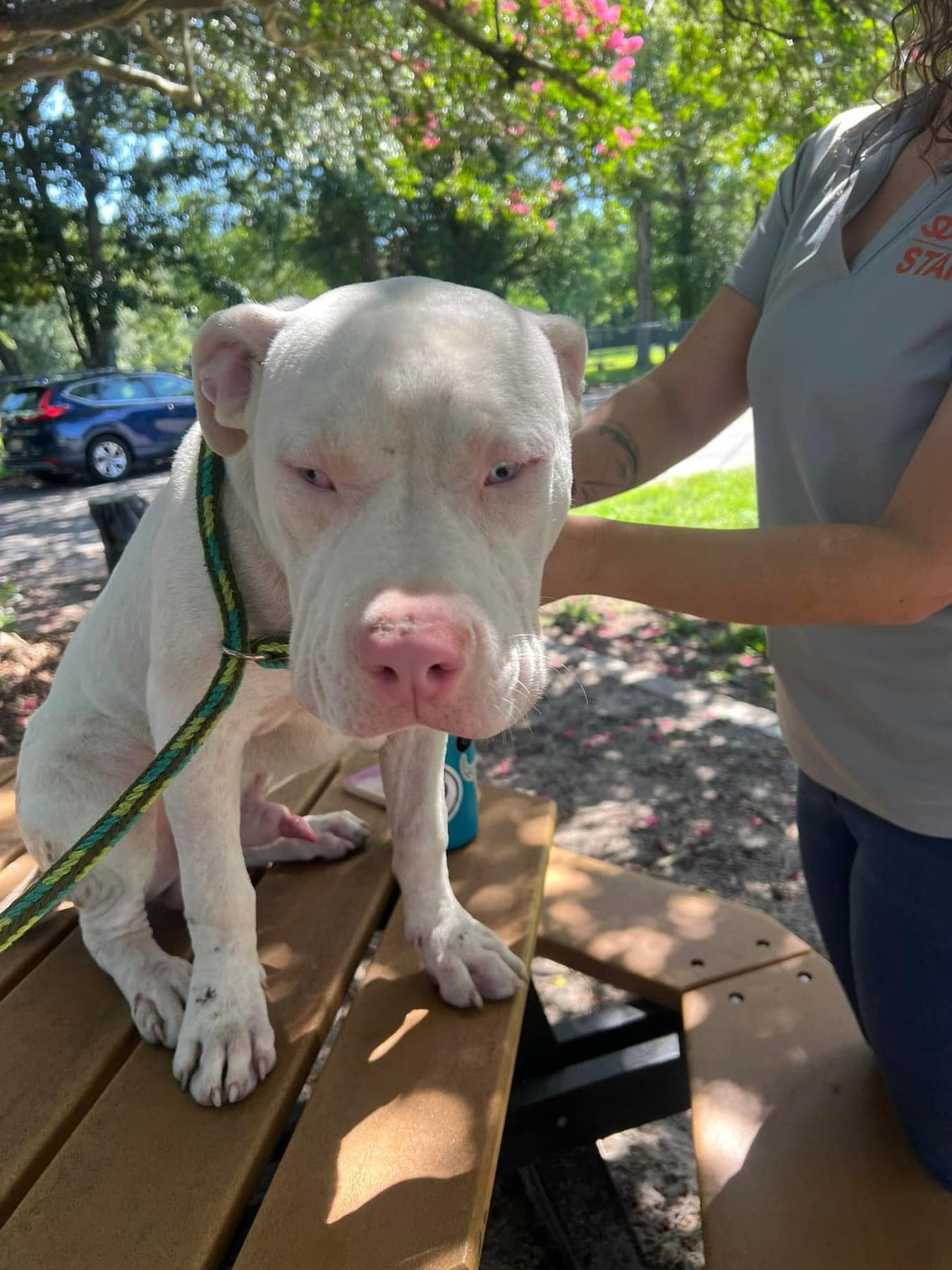 Poor deaf 'Simon' adopted and returned two days later because small kid