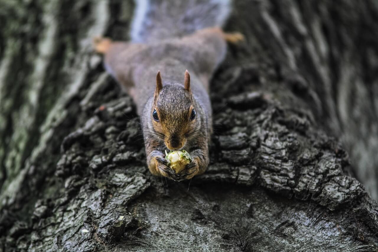 Industrious squirrel chewed car wires costing owner 8500 to repair