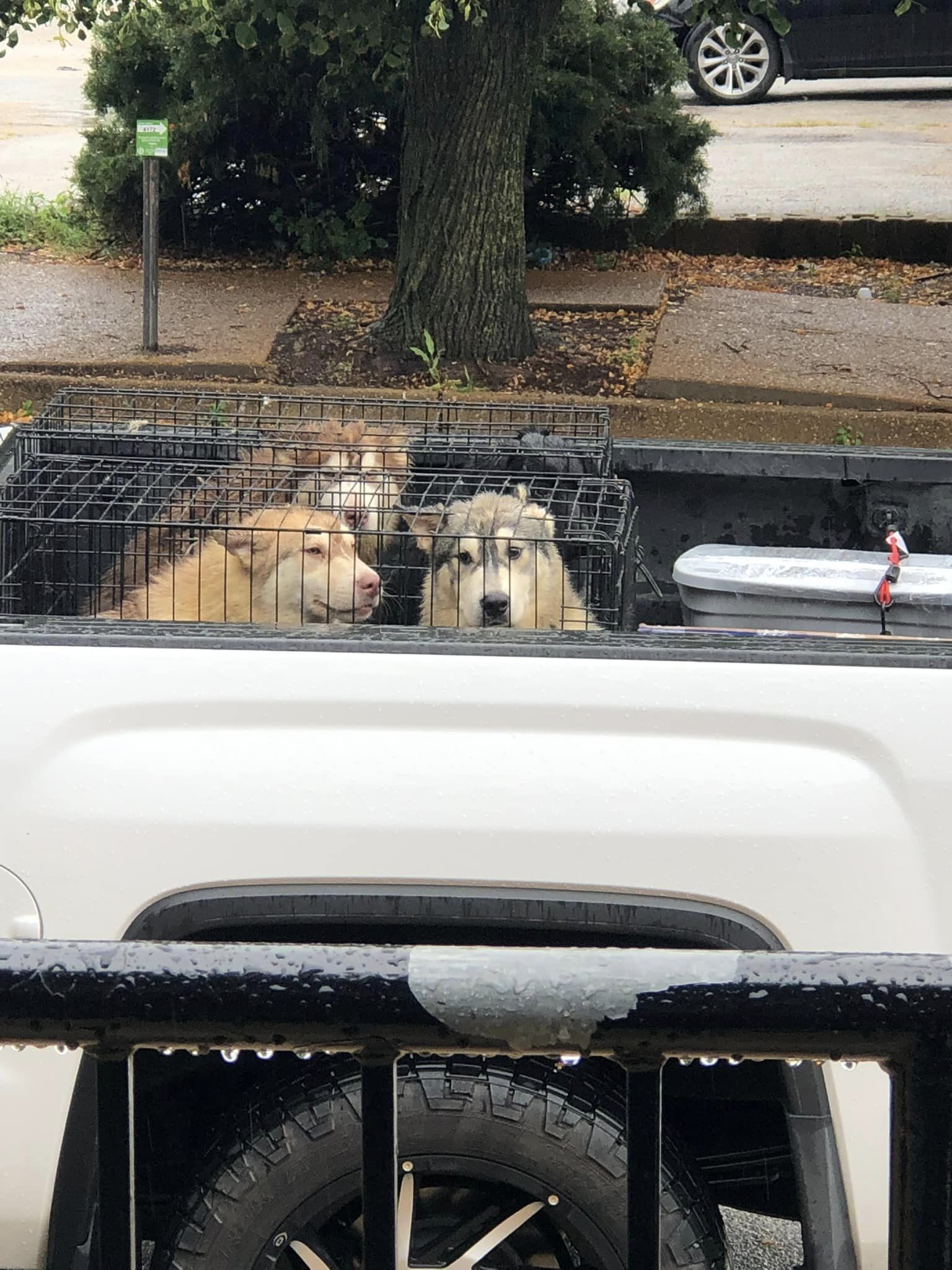 Eight abandoned dogs found soaked in plastic tub on side of highway