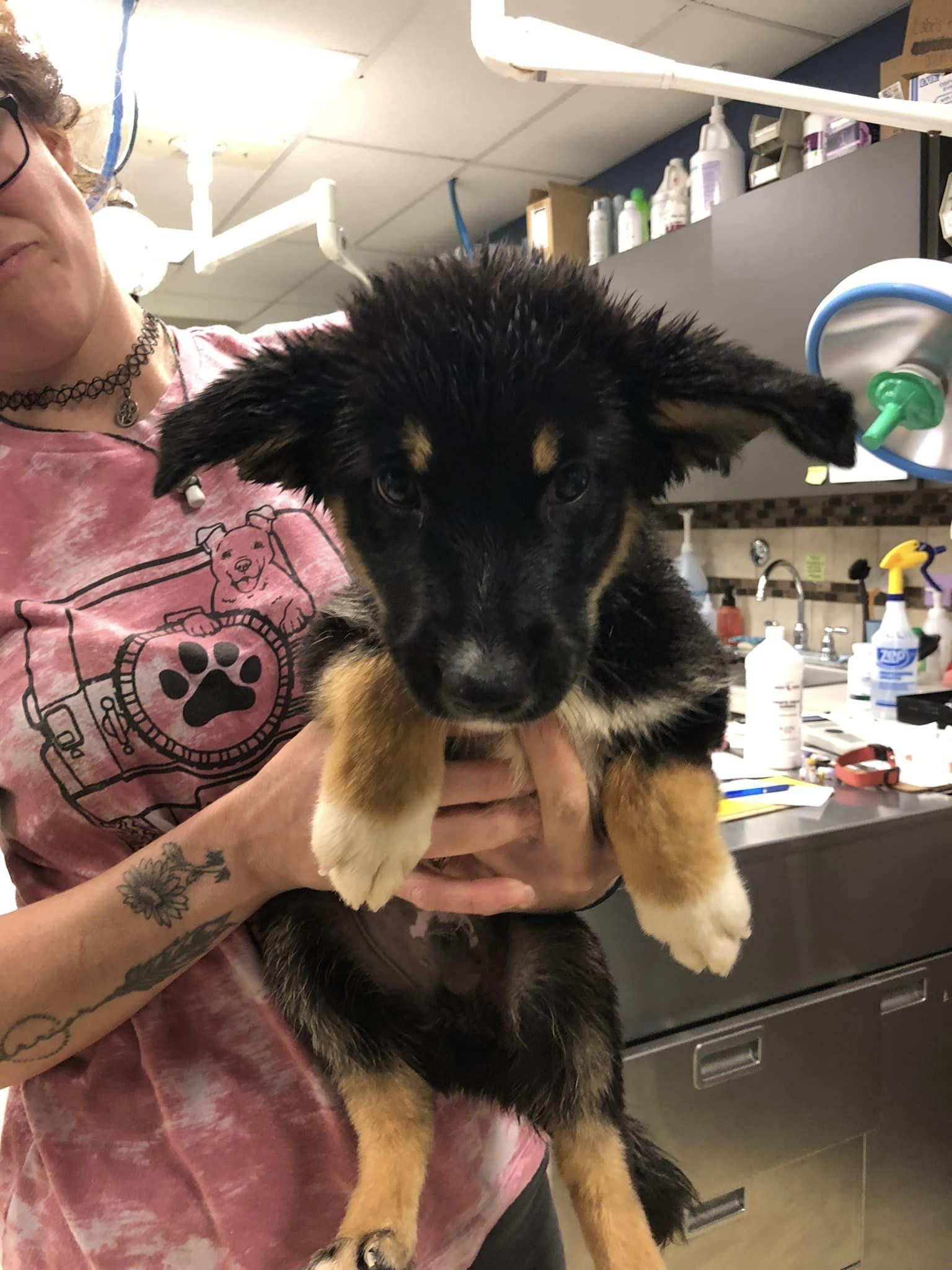 Eight abandoned dogs found soaked in plastic tub on side of highway