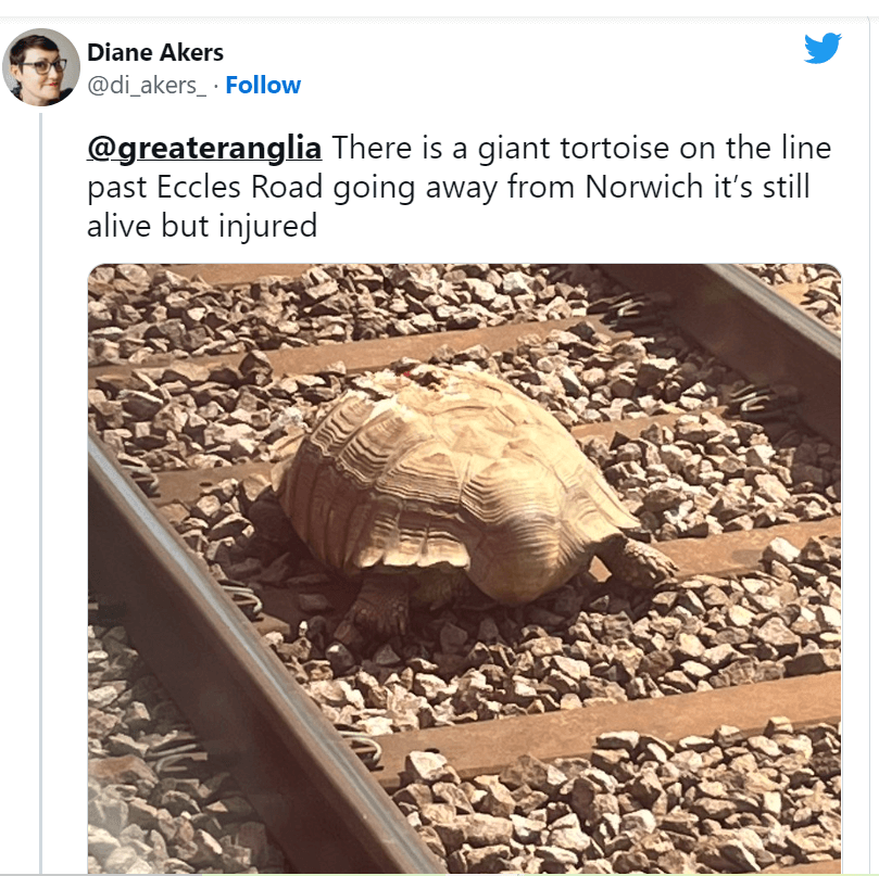 Lost African tortoise delays train in UK after wandering onto tracks