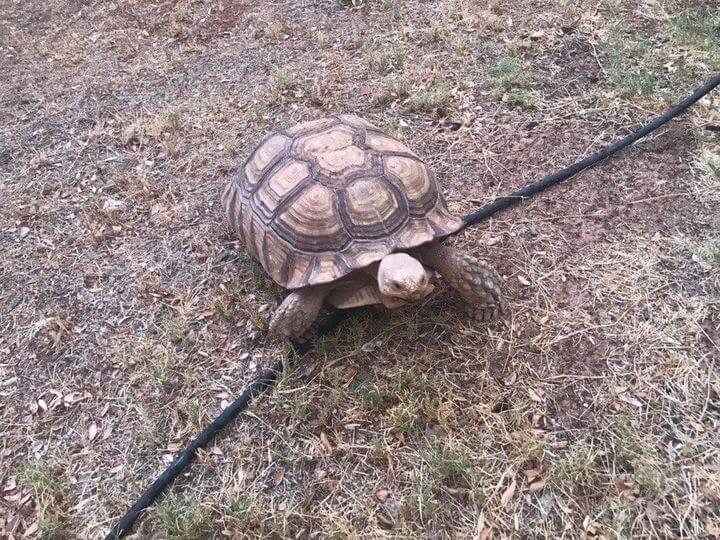 Neighbors help to find 150 pound lost tortoise from Arizona home Pet