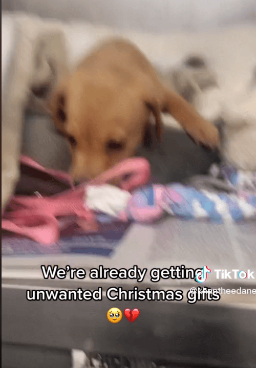Heartbreaking video of one month old puppy 'unwanted Christmas gift