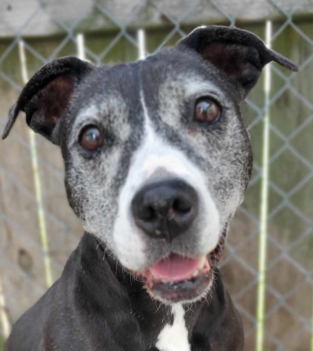 Never give up Dog waited 11 years at shelter and now has a home Pet