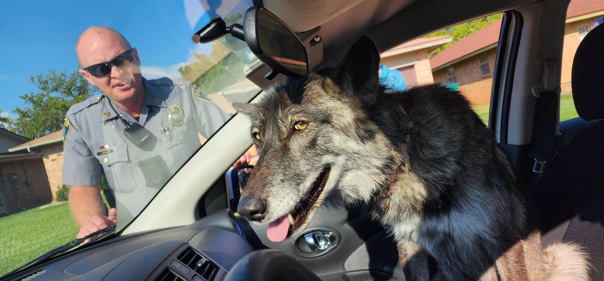 Pet wolf 'more like cuddly puppy' captured and returned to owner with help from awesome police