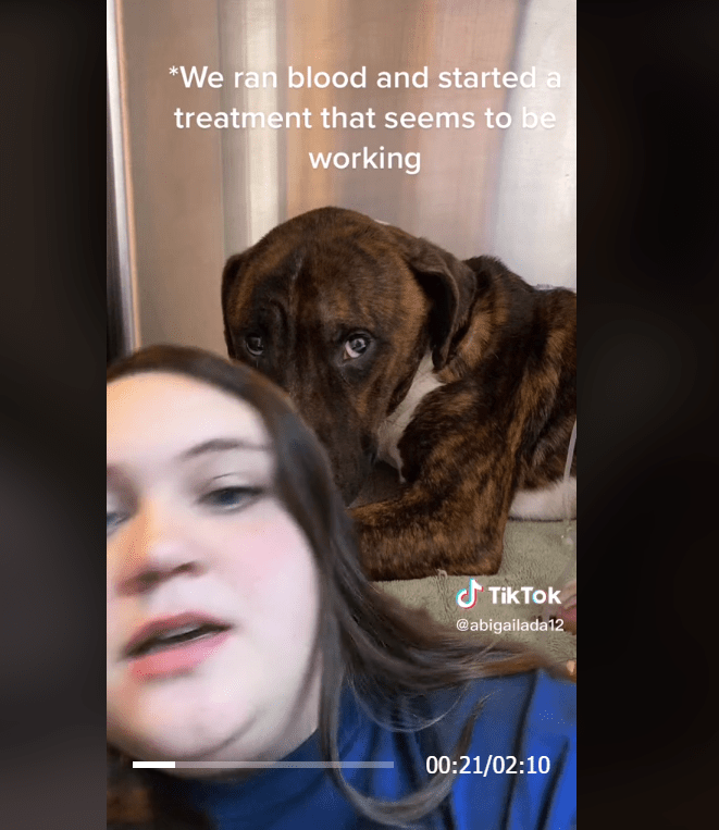 Heart melting clip on TikTok as rescue dog holds his new mom's hand on