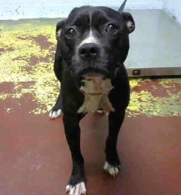 Dog's neck wounds expose tendons and ligaments after left tied with