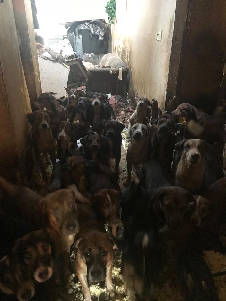 More than 50 dogs and puppies found during house fire Pet Rescue Report