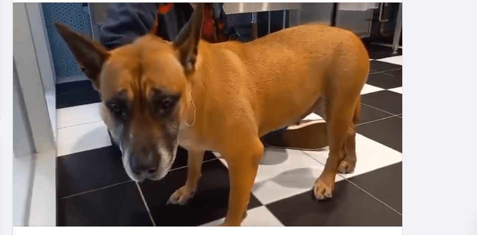 Heartbroken and confused senior dog surrendered after