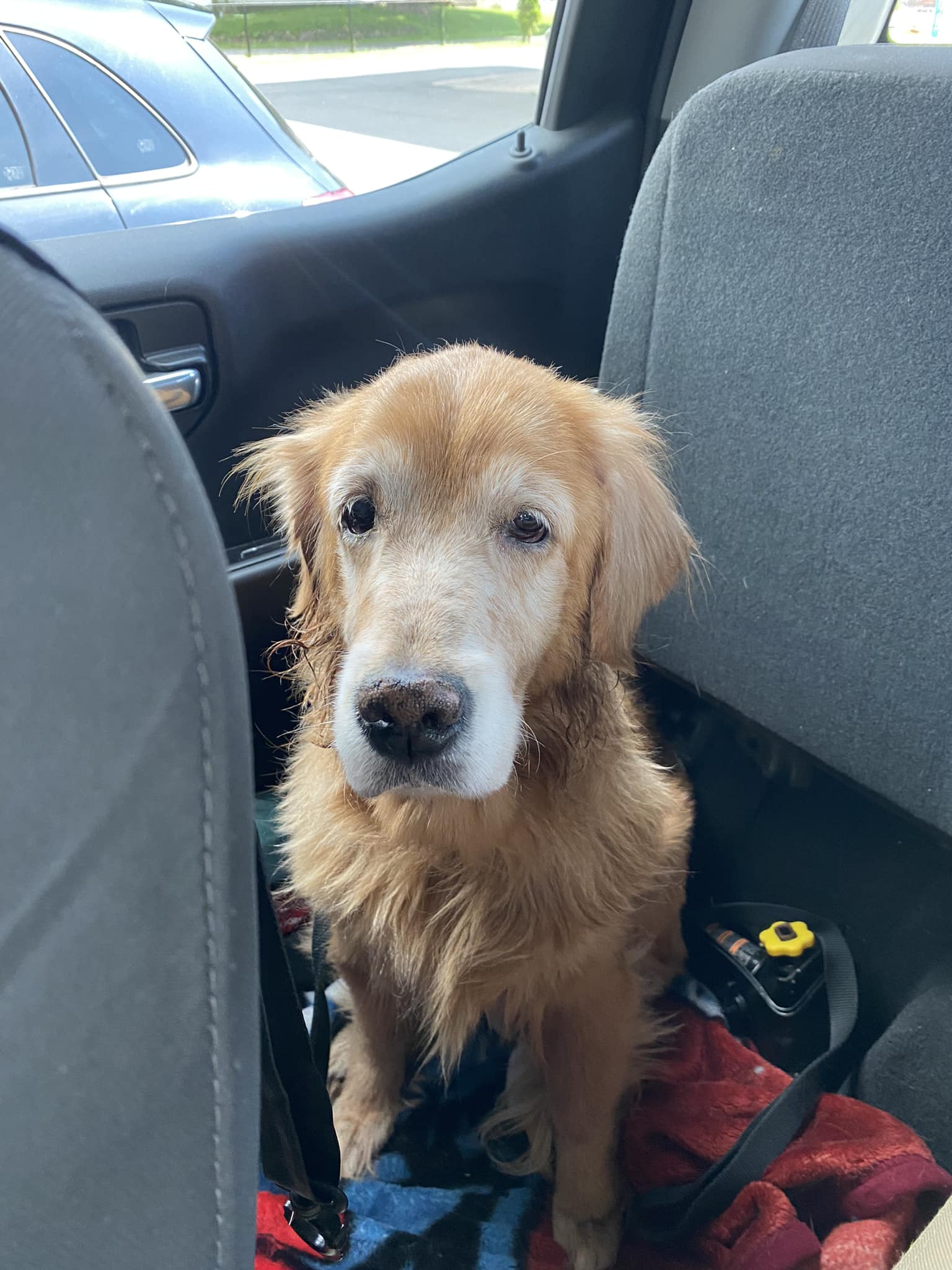 Staff stunned by owner's lack of emotion as he dumps his 14yearold dog at shelter Pet Rescue