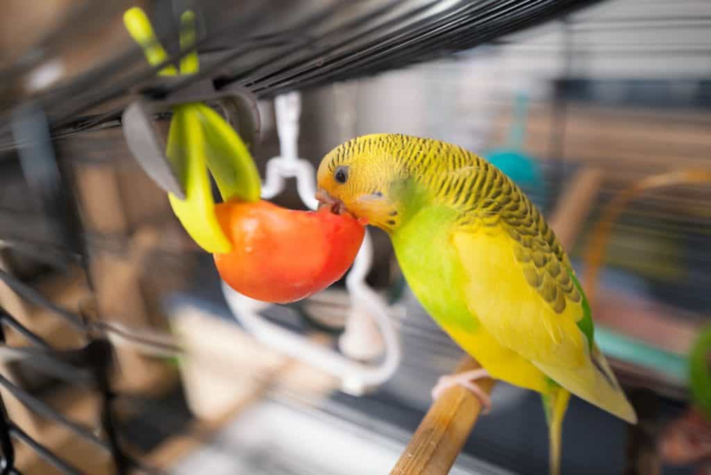 Can Parrots Eat Tomatoes?