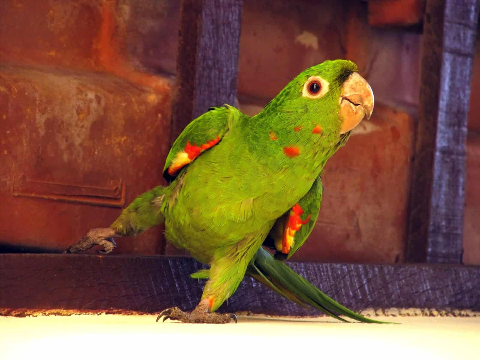 4 Reasons Why Parrots Dance