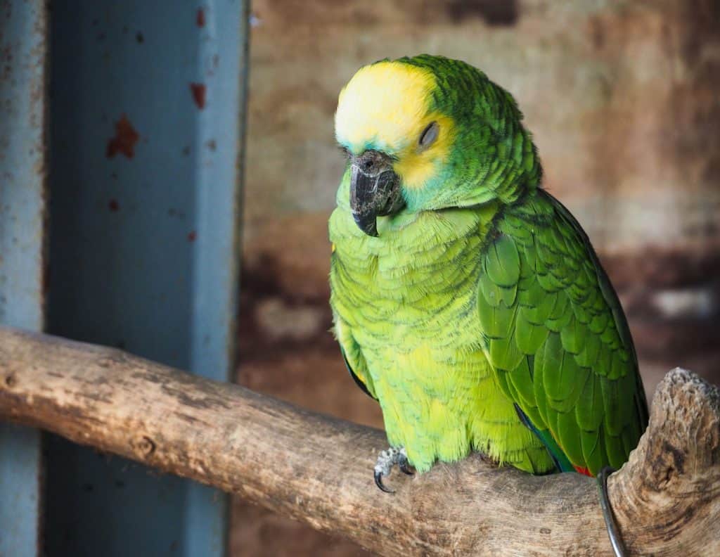How Do Parrots Sleep? (Find Out Here)