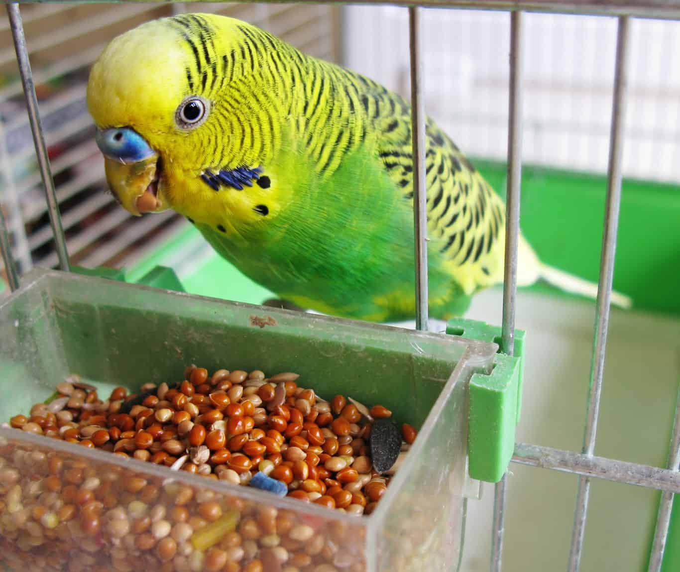 7 Things A Parakeet Needs