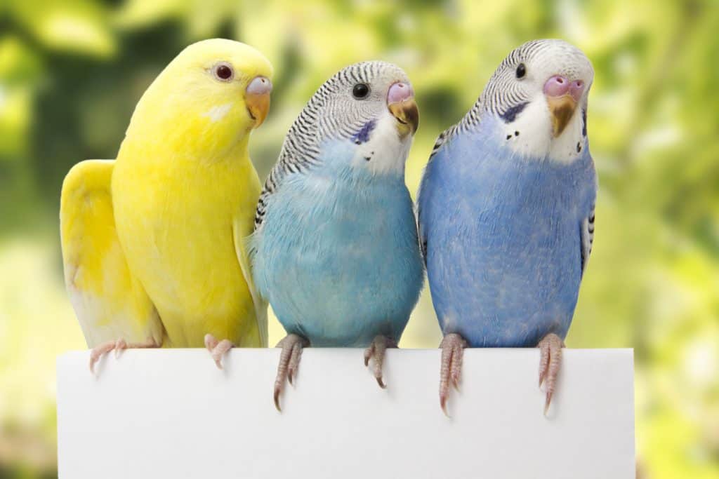 Why Do Parakeets Bob Their Heads?