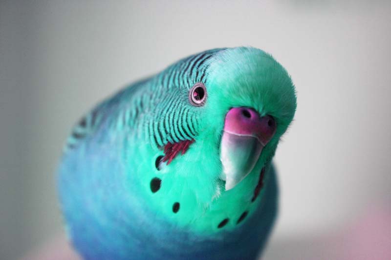 Can Parakeets Eat Cucumbers?