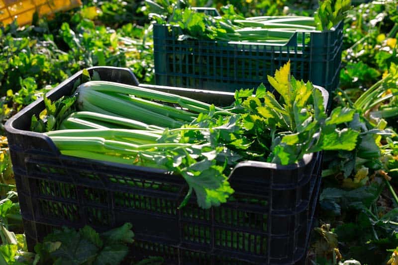 Can Parrots Eat Celery? (We've Got The Answer!)
