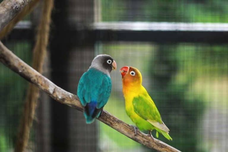 What Do Lovebirds Need?