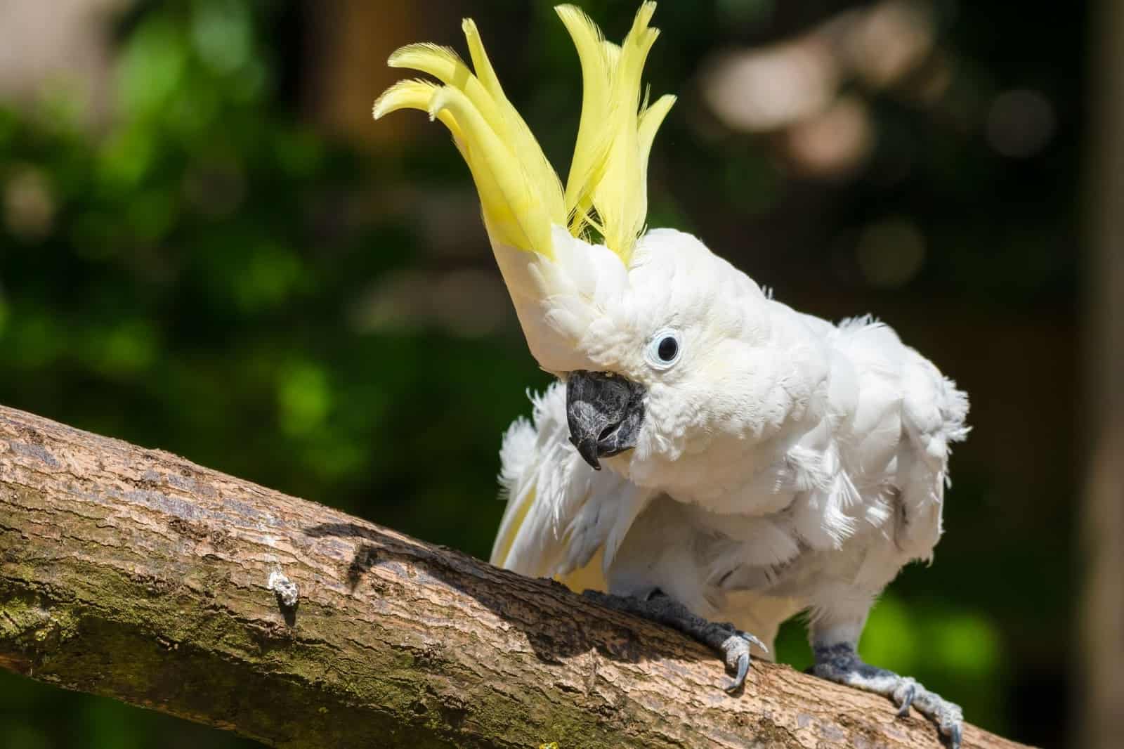Are Cockatoos Good Pets? (We Find Out Here)