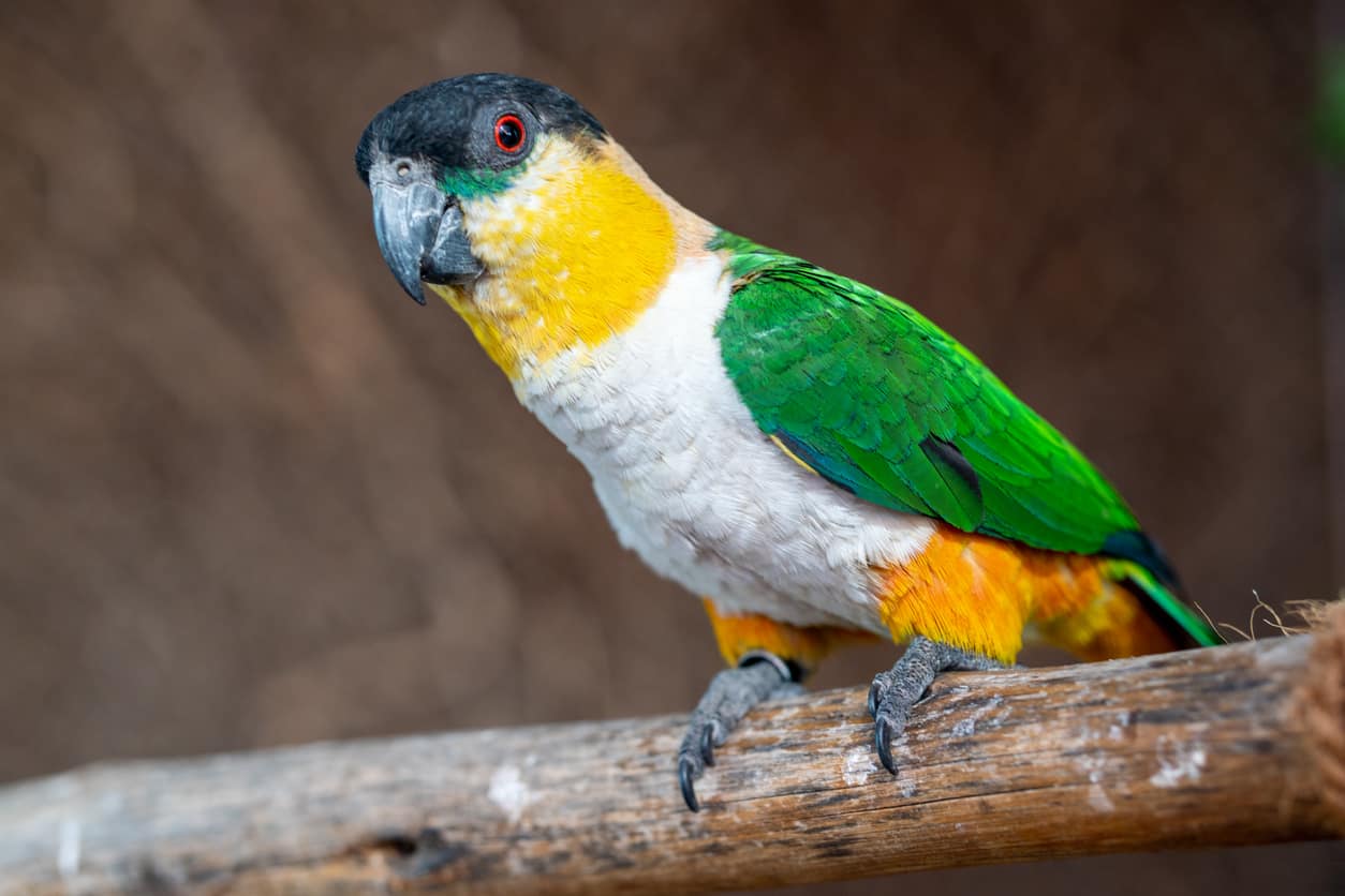 What Is The Price Of A Caique? (Let's Find Out)