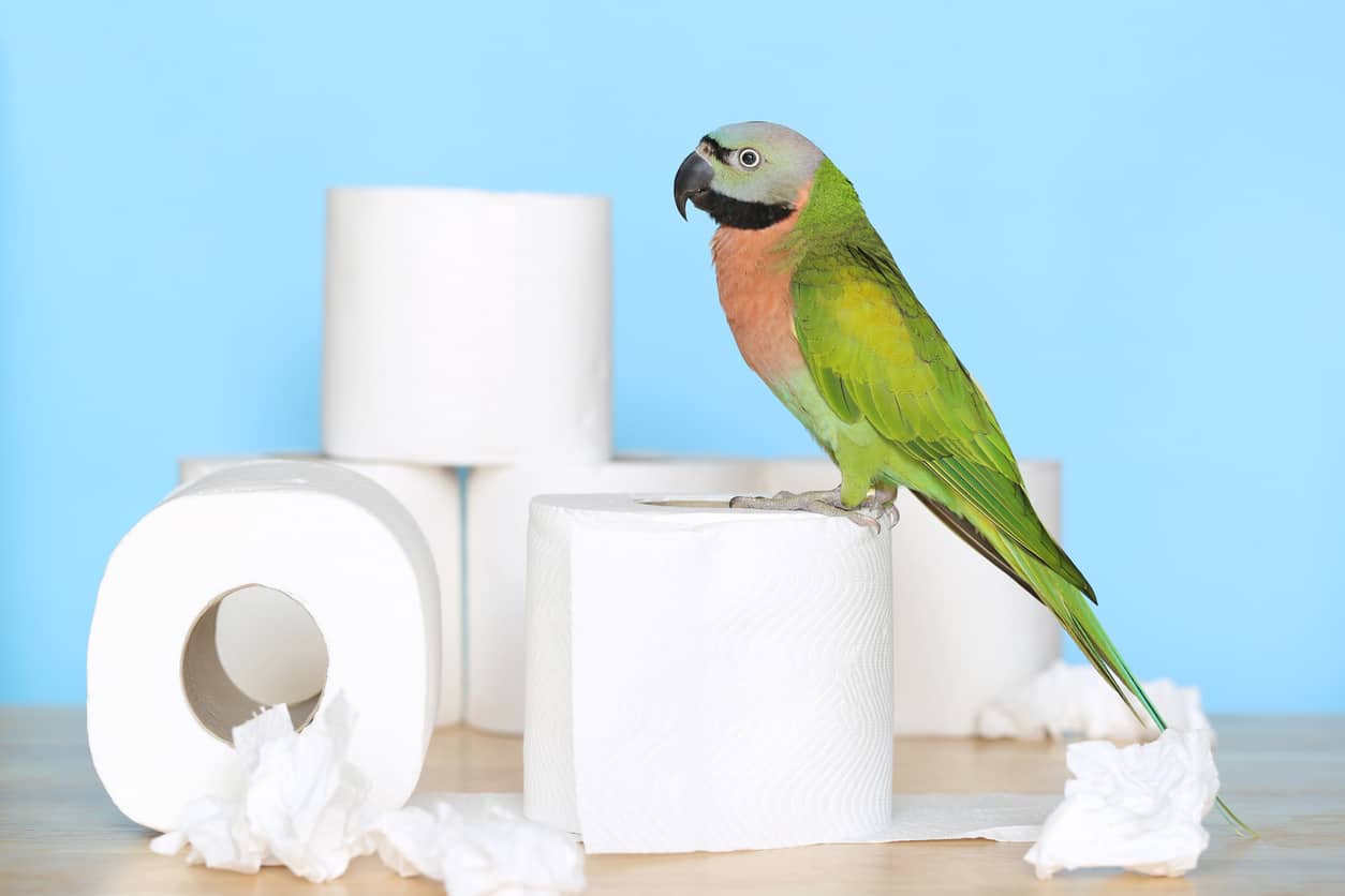 How Often Do Parrots Poop? (You May Be Suprised!)