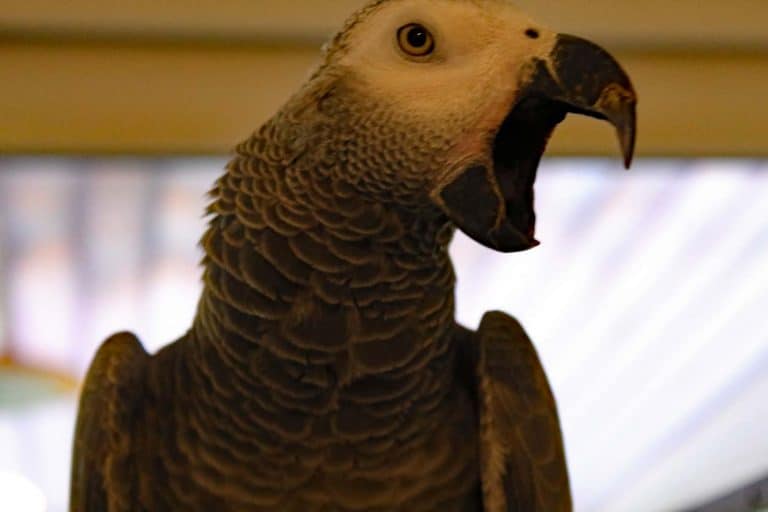 This Is How Much A Talking Parrot Will Cost You