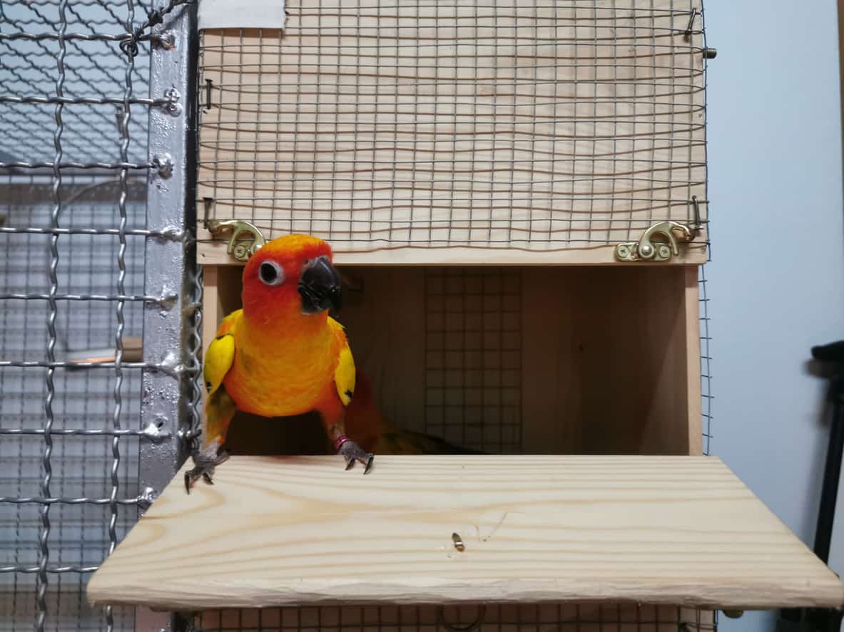 The Costs Of Owning A Sun Conure Parrot
