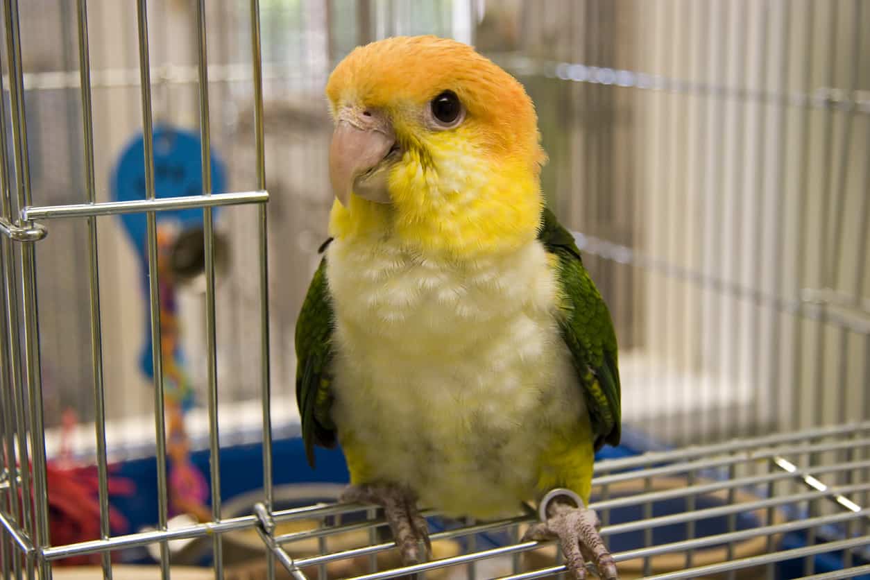 Is The Caique A Good Bird For Beginners? (What You Need To Know