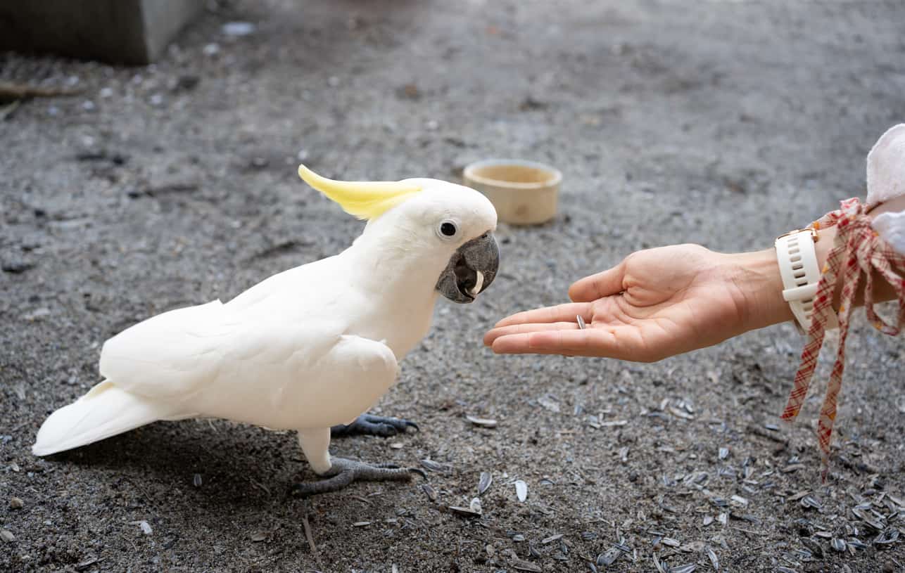Just How Often Should A Parrot Eat? (What You Need To Know About