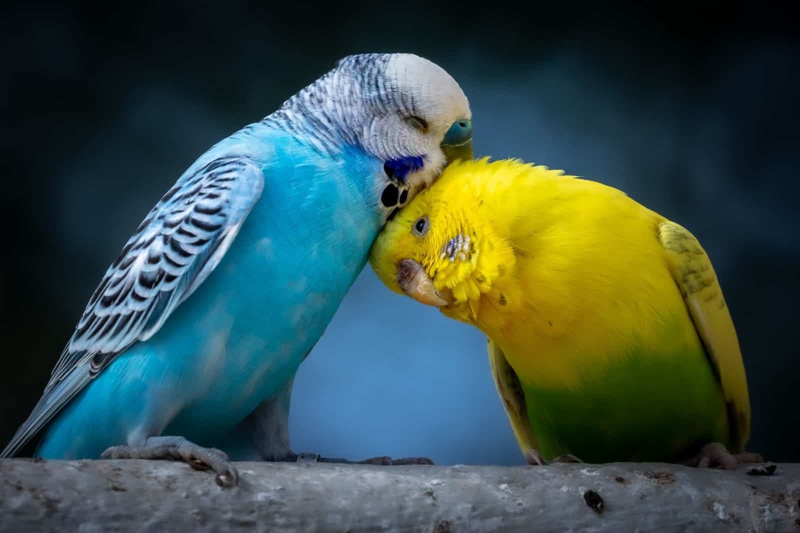Are Budgies Love Birds? (We Find Out)