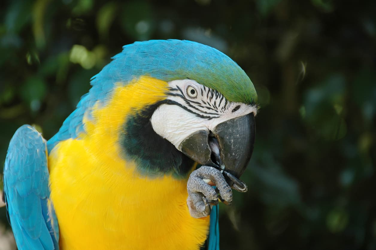 How Bad Is A Macaw Bite? (What You Need To Know)