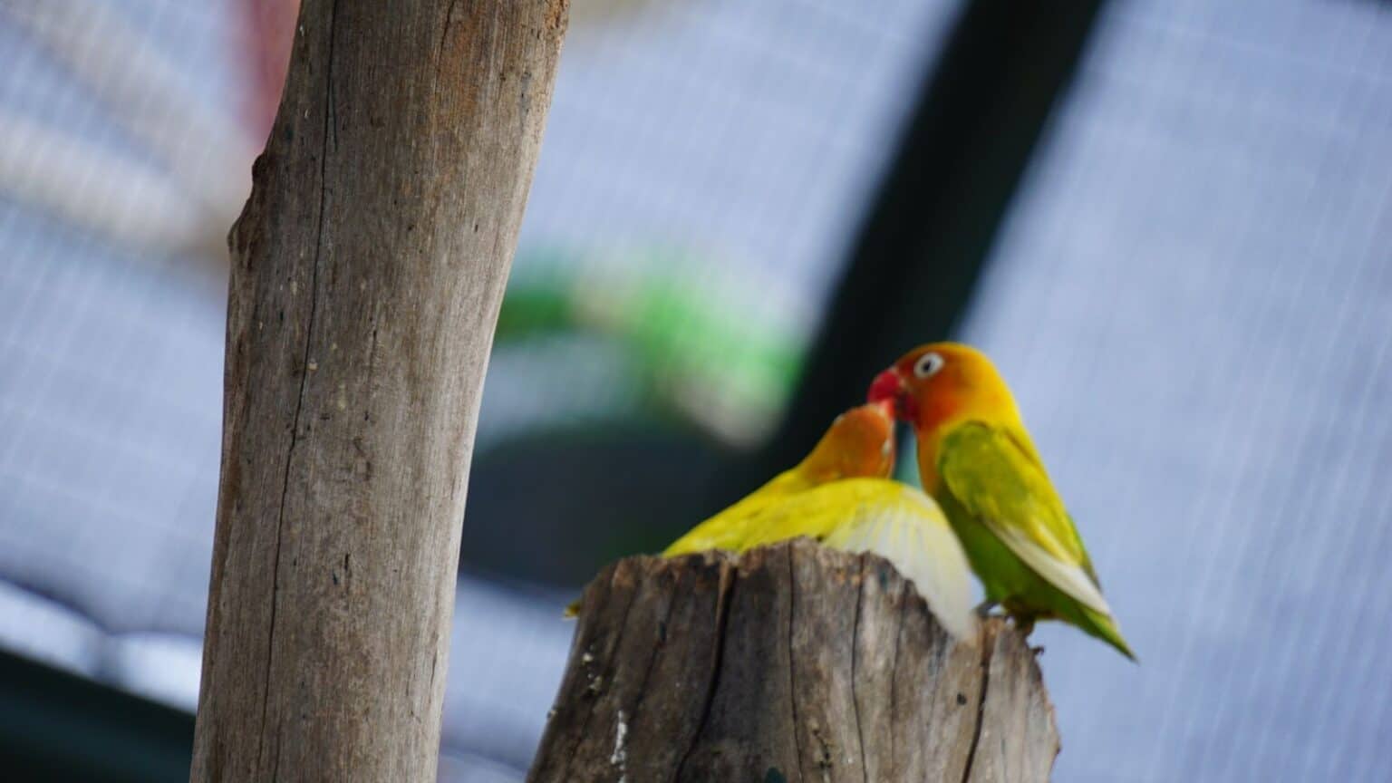 The US Lovebird Price Guide For 2023