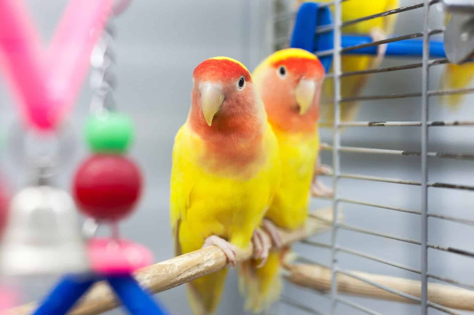 The US Lovebird Price Guide For 2023