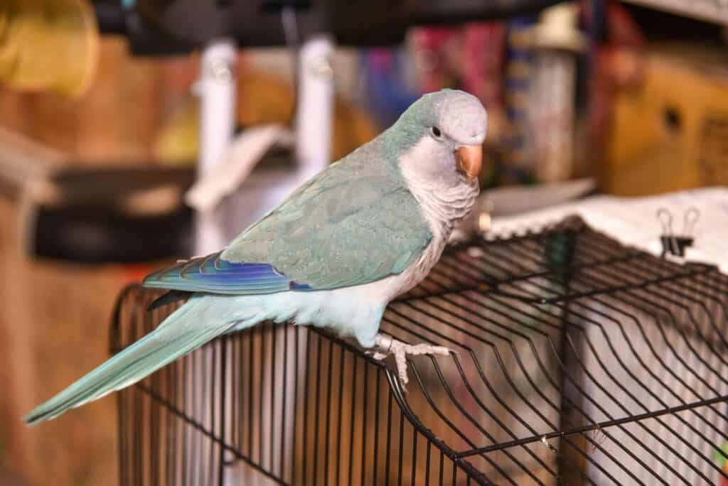 The Ultimate Quaker Blue Parrot Guide